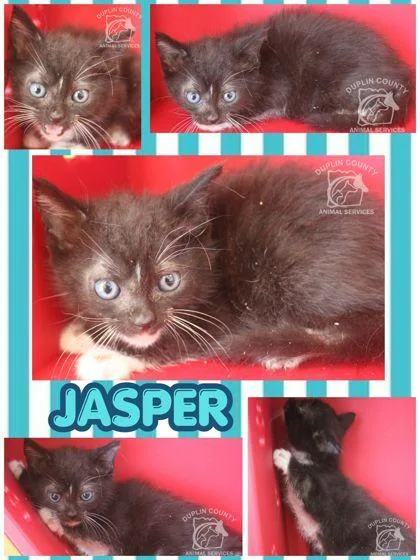 Jasper