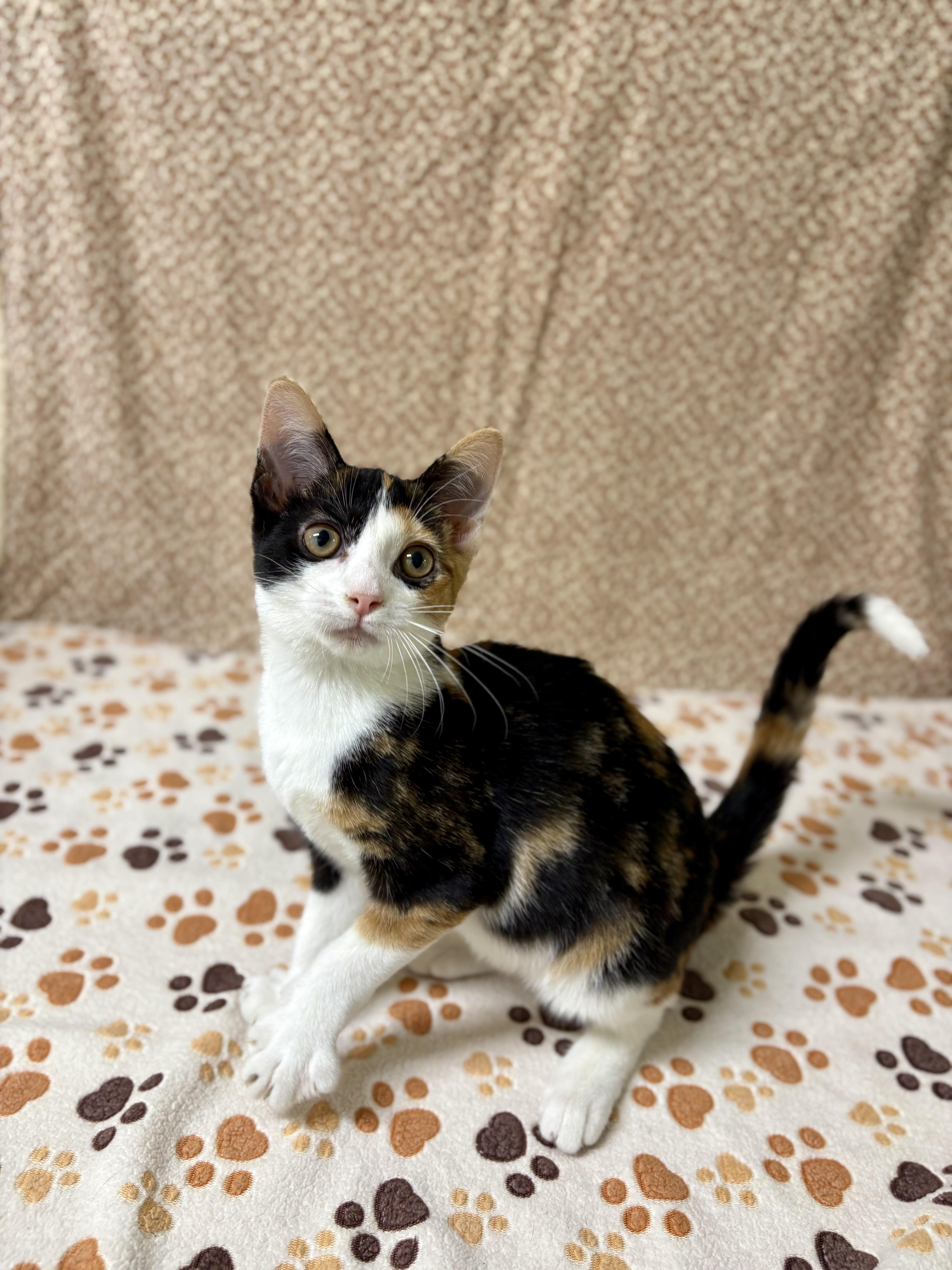 A young medium-sized female Calico Domestic Short Hair cat named Donut for adoption in Upper Sandusky, OH