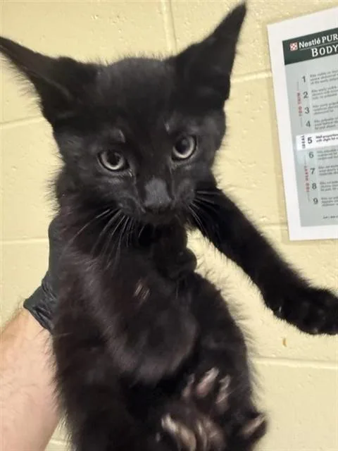 A baby small-sized male Domestic Short Hair cat named Mike for adoption in Sacramento, CA