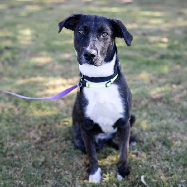 An adult medium-sized female Hound dog named Gemma for adoption in Dublin, CA