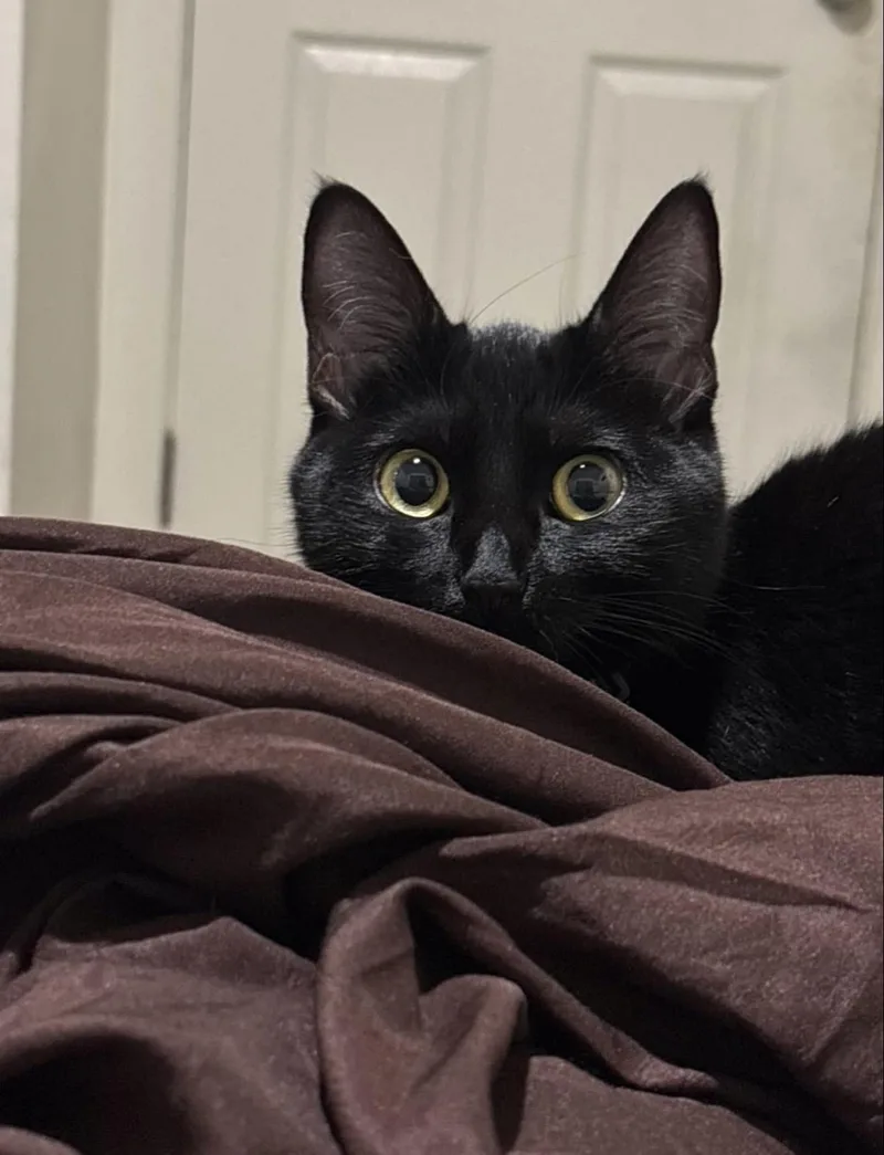 An adult medium-sized female Domestic Medium Hair cat named Chai for adoption in Long Beach, CA