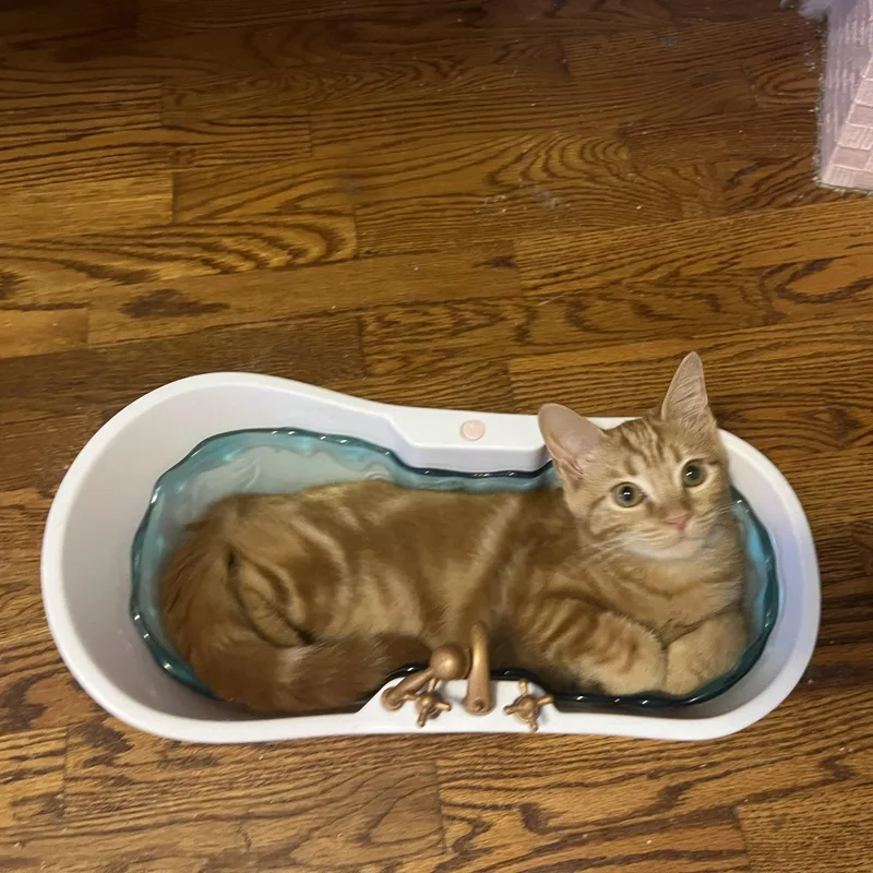 A young small-sized male Orange / Red Domestic Short Hair cat named Chi for adoption in Howell, MI