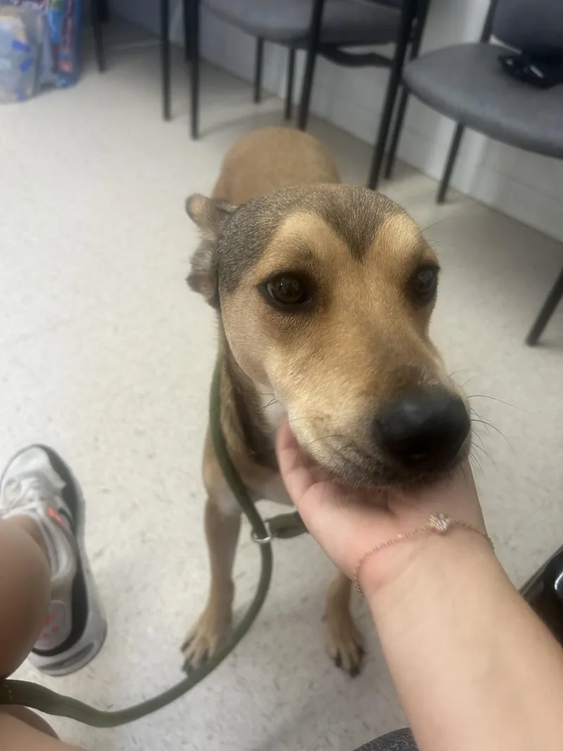 An adult medium-sized male Bicolor Mixed Breed dog named Toby for adoption in Mount Sterling, KY