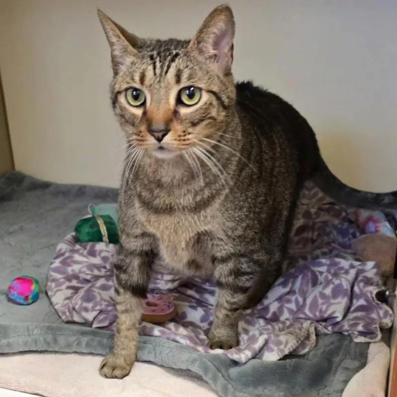 An adult extra large-sized male Domestic Short Hair cat named Eli for adoption in South Elgin, IL