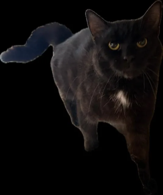 A young medium-sized female Domestic Short Hair cat named Charcoal for adoption in Camp Hill, PA