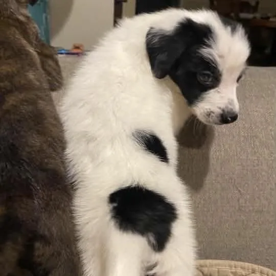 A baby small-sized male Border Collie dog named Sumo for adoption in Ellicott City, MD