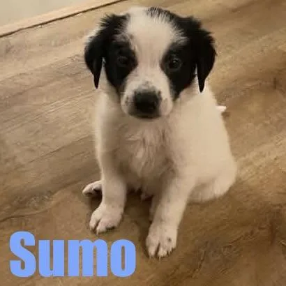Sumo thumbnail 3