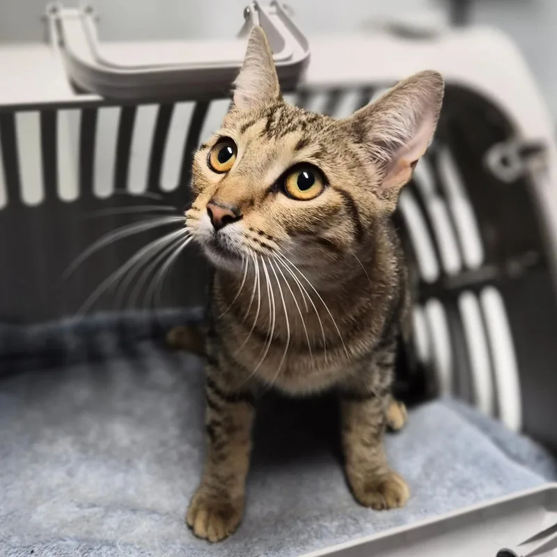 A young medium-sized female Gray / Blue / Silver Domestic Short Hair cat named Honey for adoption in Wahiawa, HI