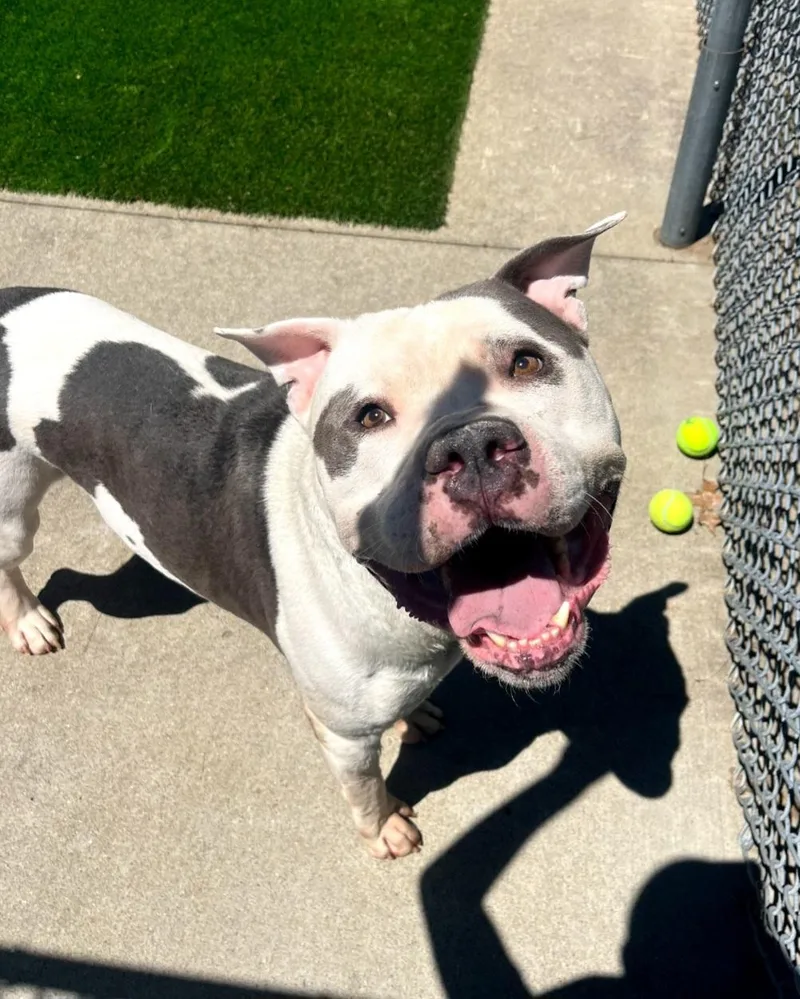 An adult large-sized male White / Cream Pit Bull Terrier dog named Moo for adoption in Pawtucket, RI