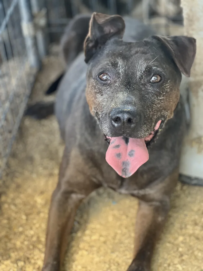 An adult medium-sized male Mixed Breed dog named Hercules for adoption in Canyon, TX