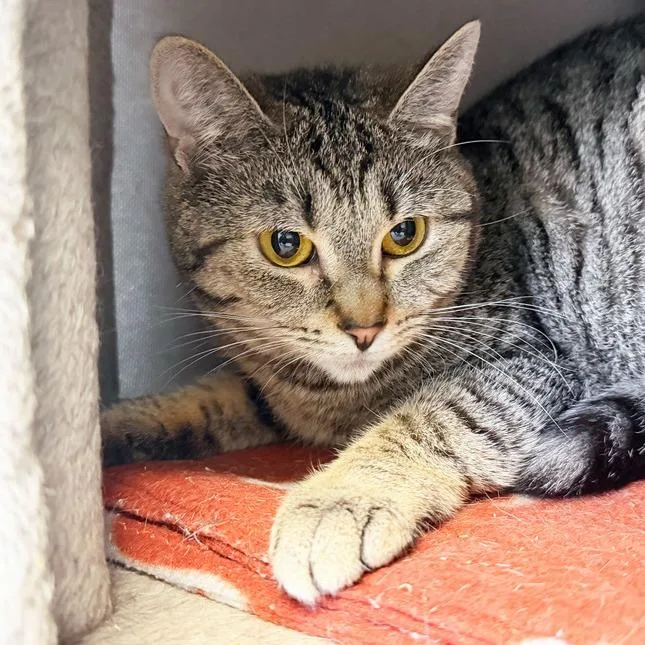 An adult medium-sized male Brown / Chocolate Domestic Short Hair cat named Stormy for adoption in Kennebunk, ME