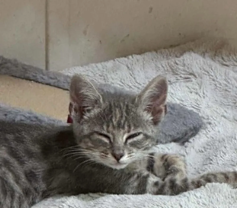 A baby medium-sized female Domestic Short Hair cat named Slider for adoption in Bolivar, MO