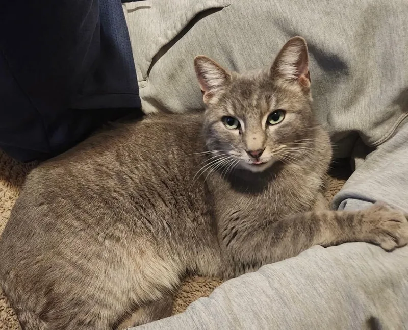 An adult large-sized male Tabby (Gray / Blue / Silver) Domestic Short Hair cat named Moondust for adoption in Vacaville, CA