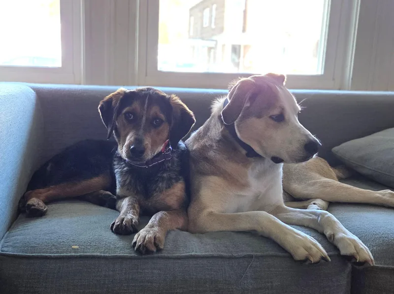 A baby medium-sized female Yellow / Tan / Blond / Fawn Airedale Terrier dog named Dove Oiseau Local for adoption in Andover, MA