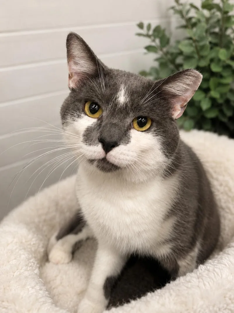 A young large-sized male Gray / Blue / Silver Domestic Short Hair cat named Blue for adoption in Greensburg, PA