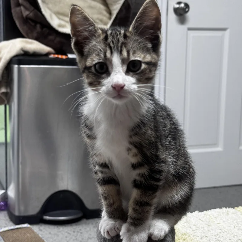 A baby large-sized male Tabby (Brown / Chocolate) Domestic Short Hair cat named Mack for adoption in Pottsville, PA