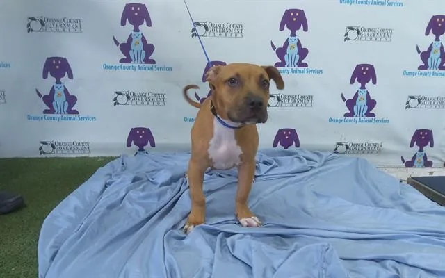 A baby small-sized male Pit Bull Terrier dog named Cookie for adoption in Orlando, FL