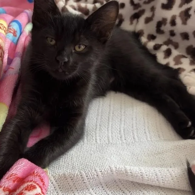 A baby medium-sized male Black Domestic Short Hair cat named Cairo for adoption in Hyattsville, MD