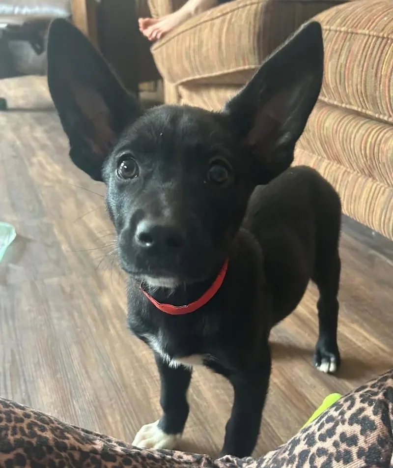 A baby small-sized female Tricolor (Brown, Black, & White) Labrador Retriever dog named Chipette for adoption in Colorado Springs, CO