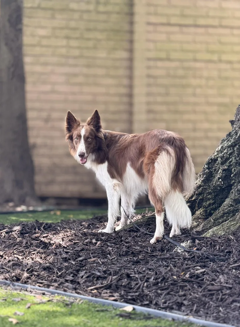 An adult medium-sized female Border Collie dog named Remi Jean for adoption in Houston, TX