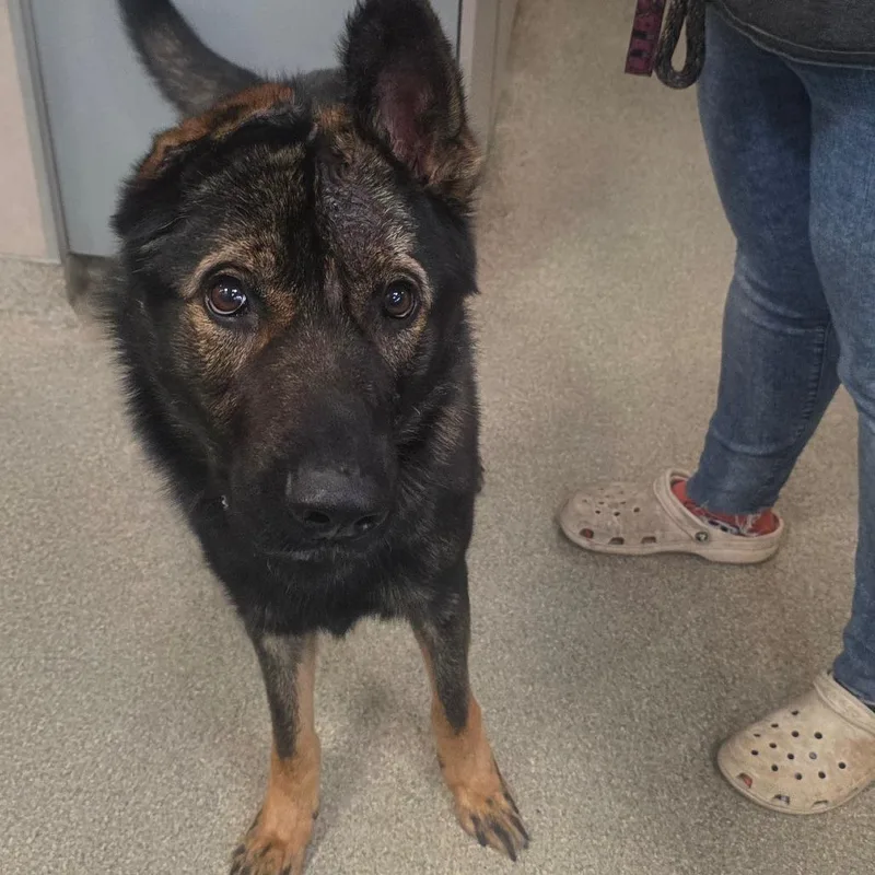 An adult large-sized male Mixed Breed dog named King for adoption in Jacksonville, FL