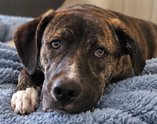 A baby medium-sized male Boxer dog named Valentino for adoption in Chandler, AZ