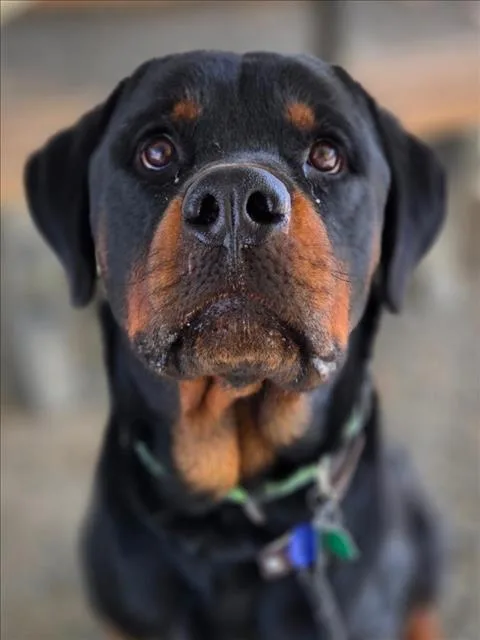 An adult medium-sized male Rottweiler dog named Paco for adoption in Woodland, CA