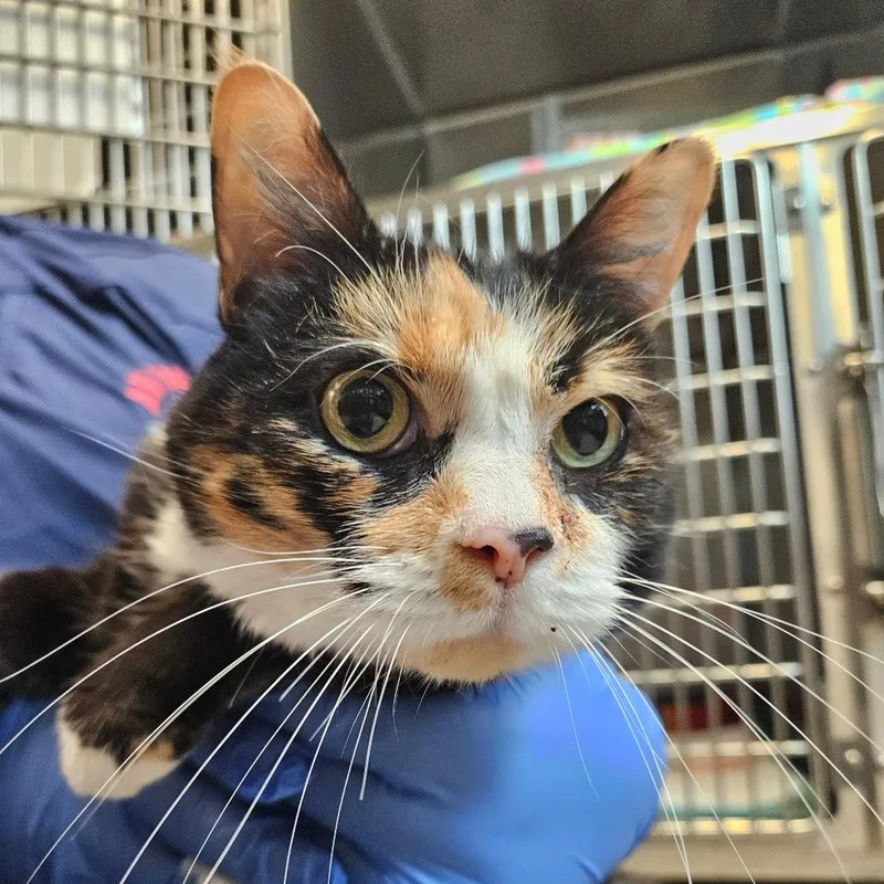 A senior large-sized female Black Domestic Short Hair cat named Boots for adoption in Birdsboro, PA