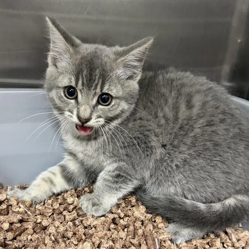 A baby small-sized female Gray / Blue / Silver Domestic Short Hair cat named Plumeria for adoption in Marion, VA