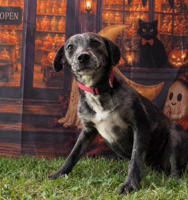A young medium-sized male Terrier dog named Milo for adoption in Campbellsville, KY