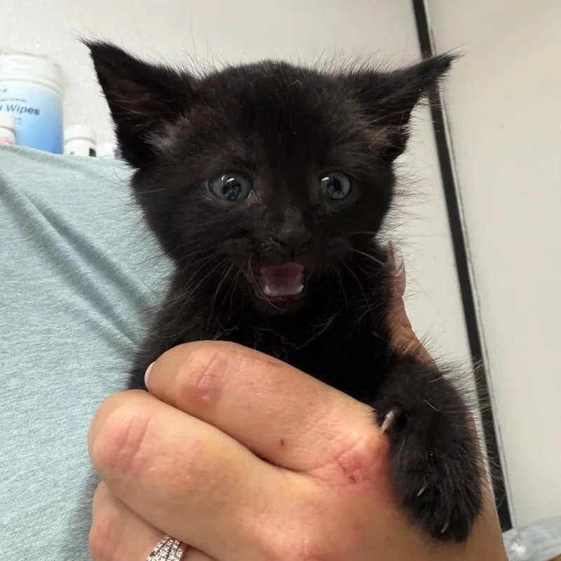 A baby small-sized male Black Domestic Short Hair cat named Pepper for adoption in Lake Jackson, TX