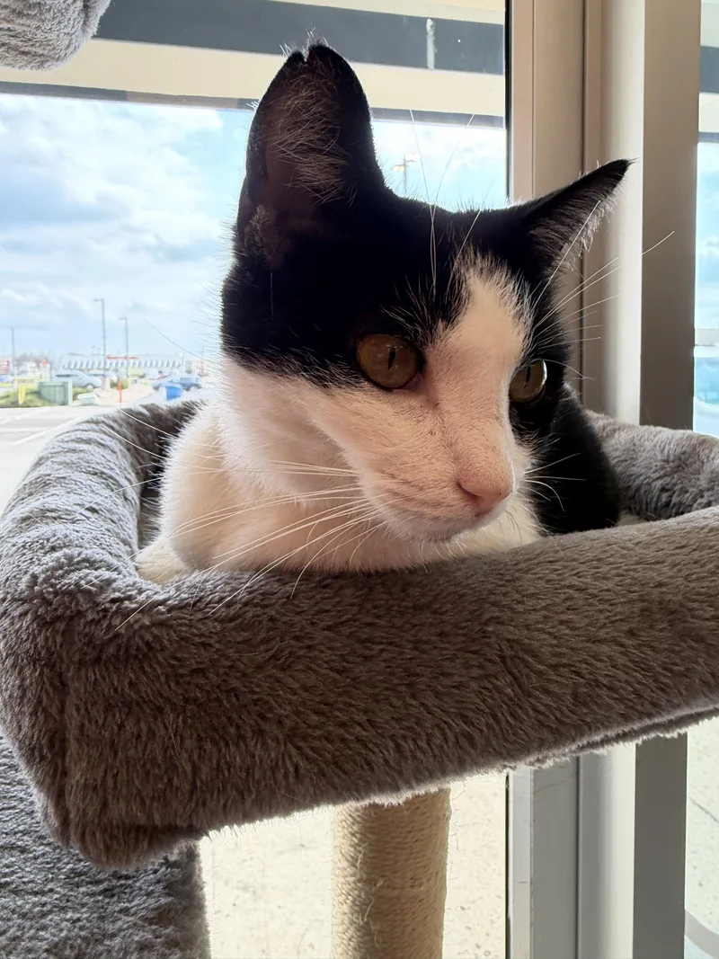 Crockpot thumbnail 3