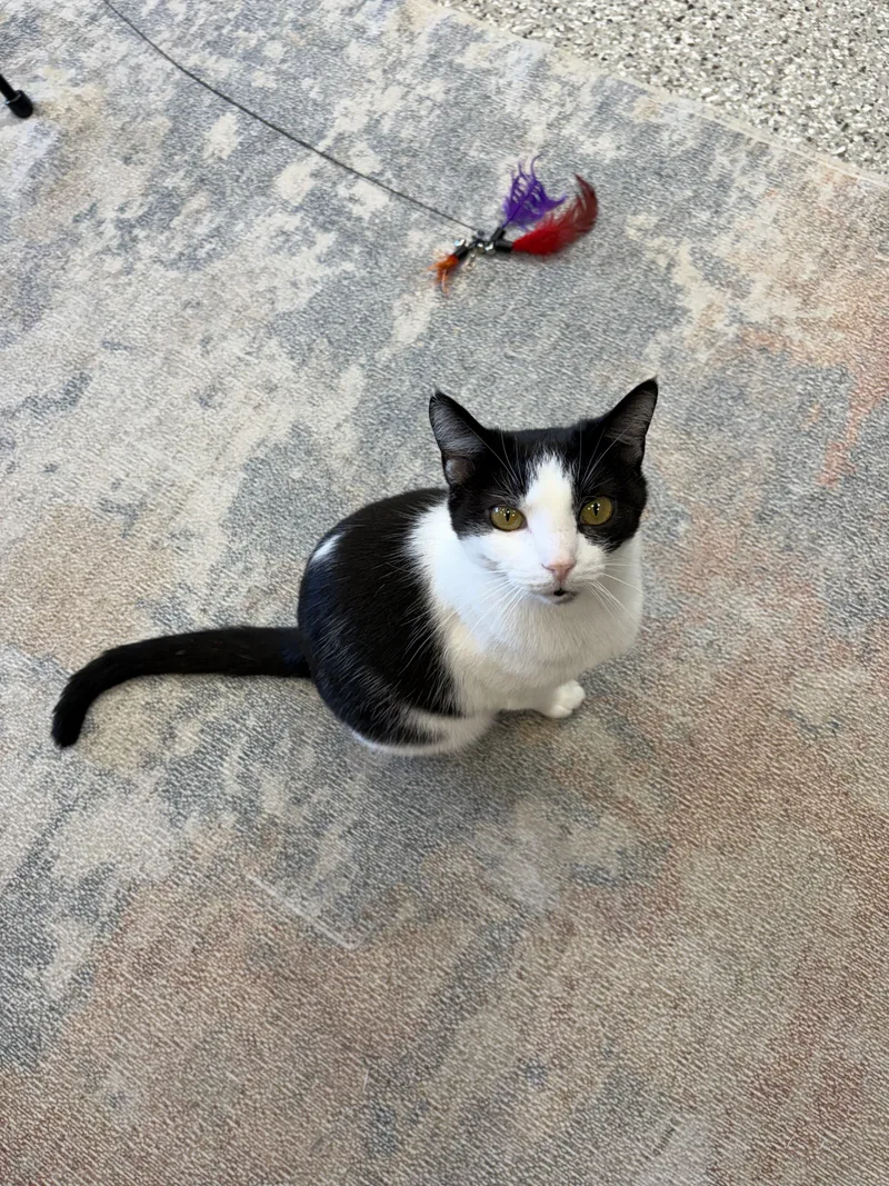 Crockpot thumbnail 4