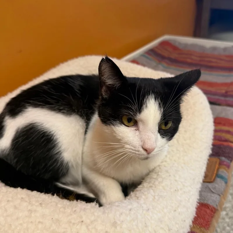 Crockpot thumbnail 5