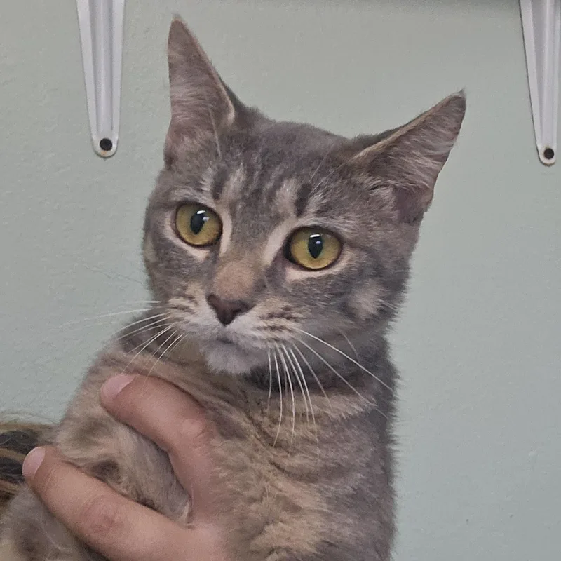 An adult small-sized female Tabby (Gray / Blue / Silver) Domestic Short Hair cat named Kanga for adoption in The Dalles, OR