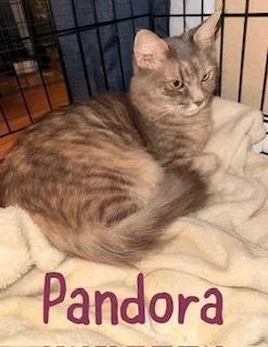 An adult medium-sized female Domestic Long Hair cat named Pandora for adoption in Ruskin, FL