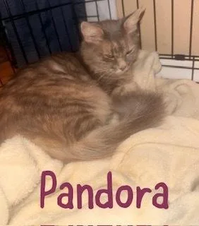 Pandora thumbnail 2