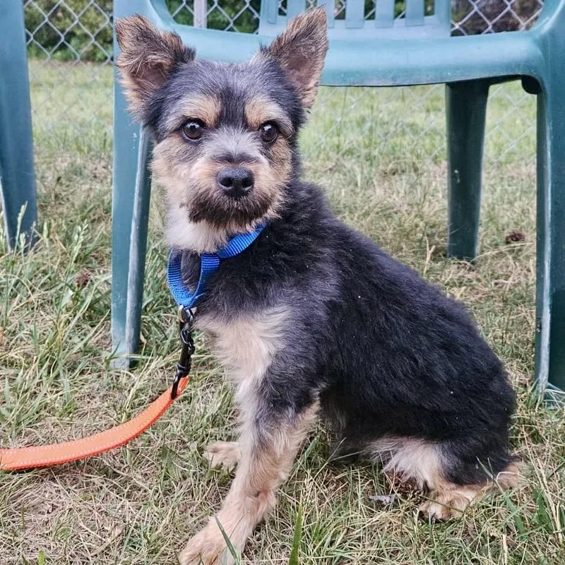 A senior small-sized male Gray / Blue / Silver Mixed Breed dog named Darius for adoption in Fredericksburg, VA