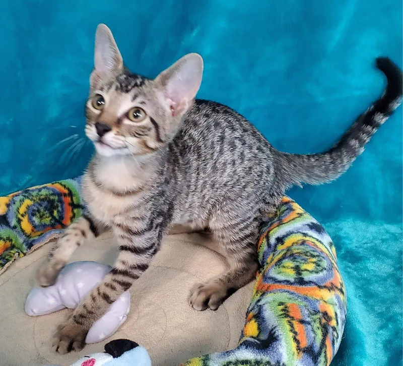 A baby medium-sized female Domestic Short Hair cat named Maxine for adoption in Greenville, IL