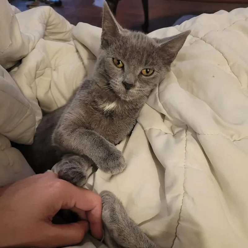 A young small-sized female Gray / Blue / Silver Domestic Short Hair cat named Dobby for adoption in Inwood, WV