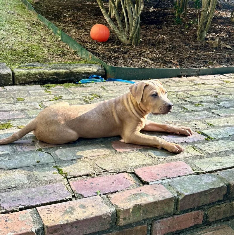 A baby medium-sized male Brown / Chocolate Black Mouth Cur dog named Spud Potato for adoption in Boston, MA