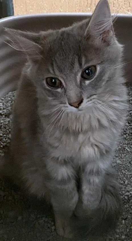 Beignet A