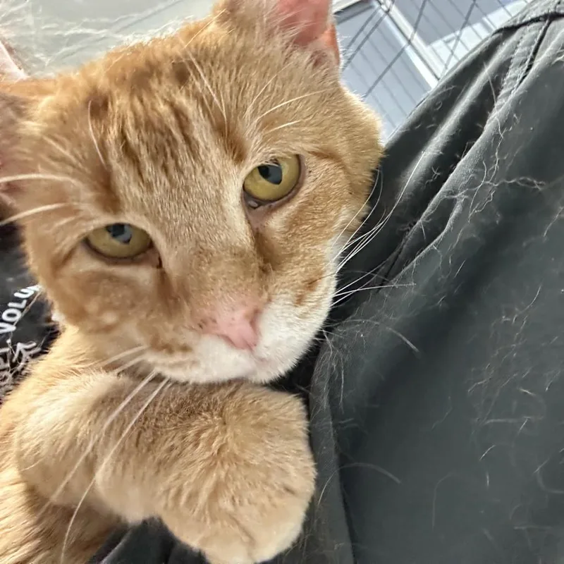 An adult large-sized male Orange / Red Domestic Short Hair cat named Jeremiah for adoption in Waynesville, NC