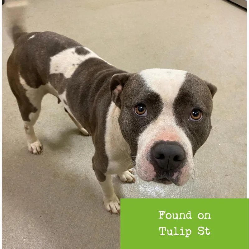 An adult medium-sized female Gray / Blue / Silver Pit Bull Terrier dog named Azalea for adoption in Lynchburg, VA