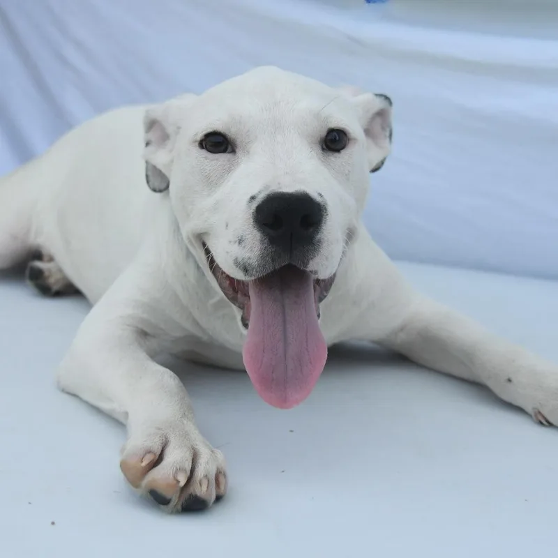 A baby medium-sized female White / Cream Terrier dog named Lyric for adoption in South Elgin, IL