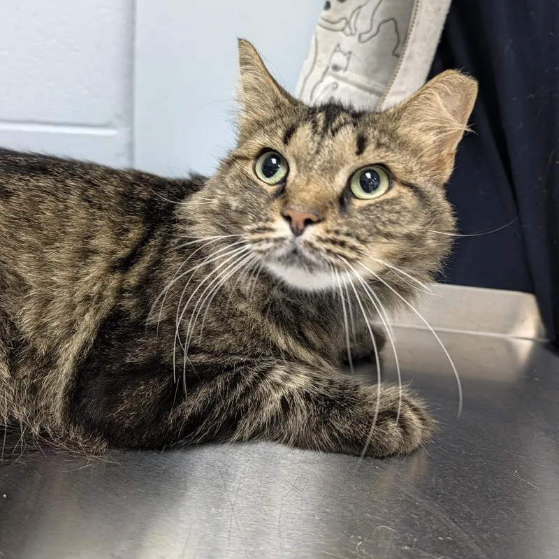 An adult medium-sized female Domestic Medium Hair cat named Velma Kelly for adoption in Indianapolis, IN