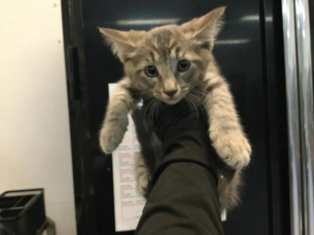 A baby small-sized male Domestic Short Hair cat named Drake for adoption in Thousand Palms, CA