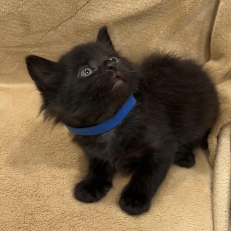 A baby small-sized male Black Domestic Short Hair cat named Turquoise for adoption in Brooklyn, NY