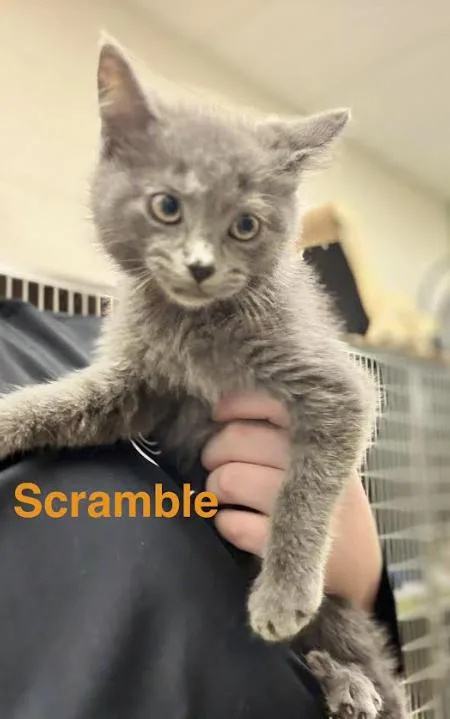 A baby small-sized male Gray / Blue / Silver Domestic Short Hair cat named Scramble for adoption in Cicero, IL