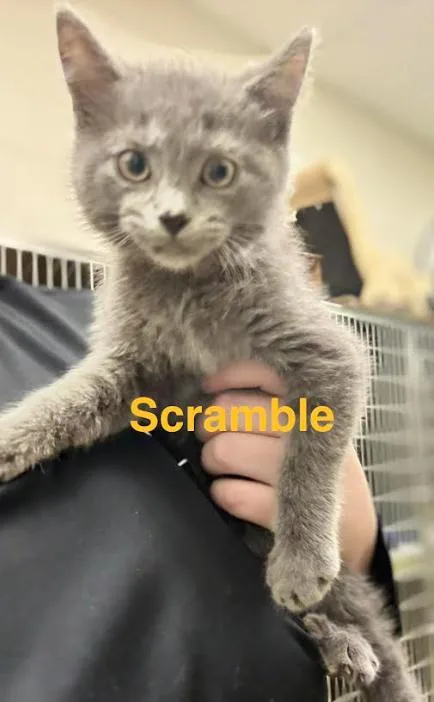 Scramble thumbnail 2